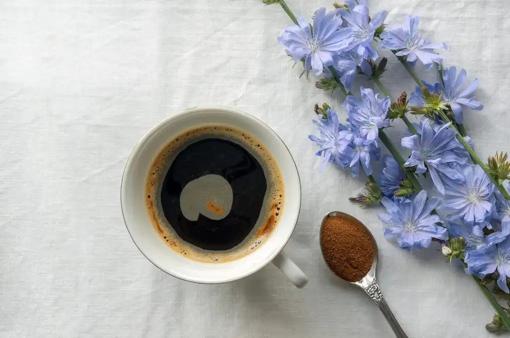 Здоровий альтернативний напій: цикорій замість кави