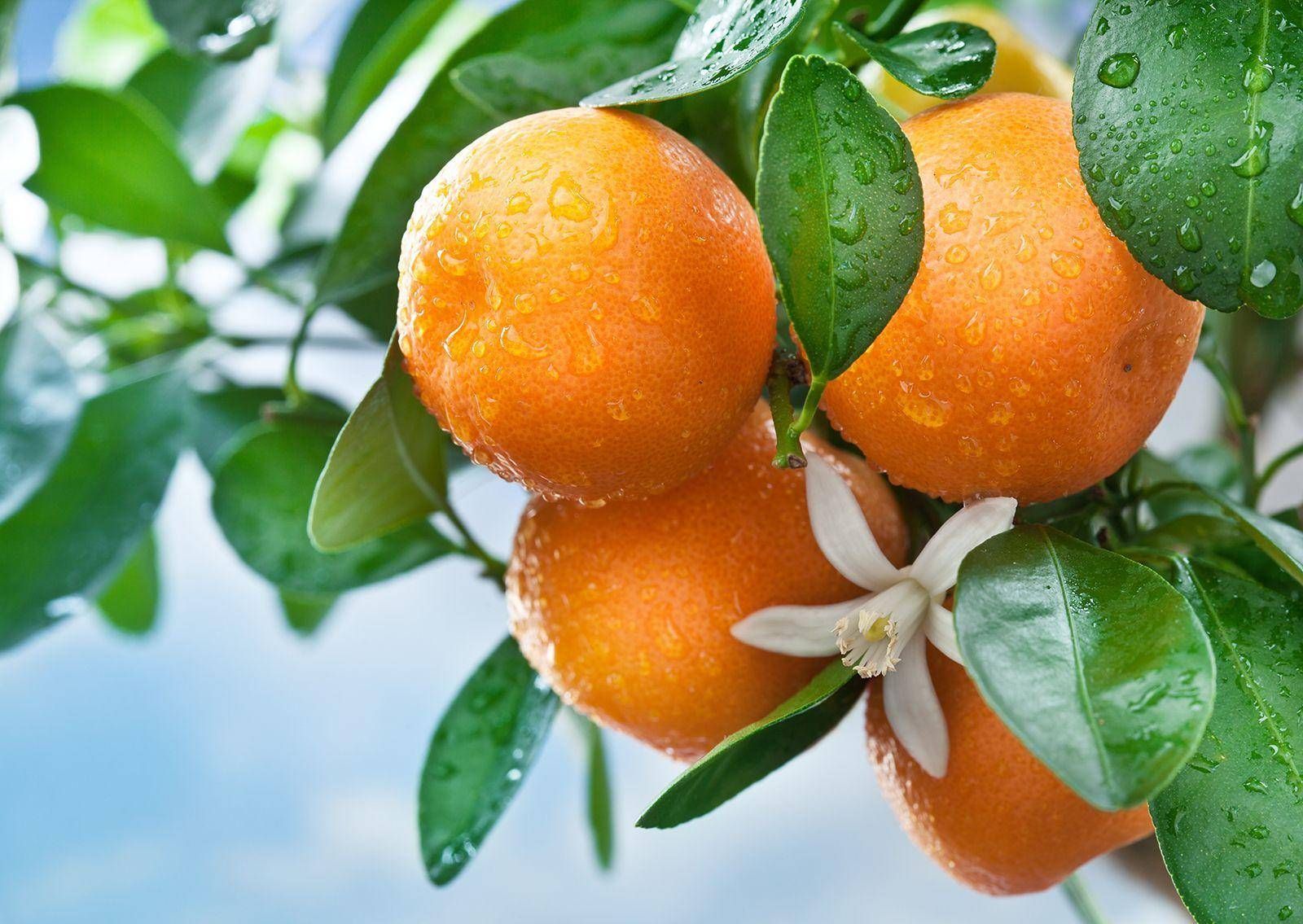 Все про апельсини: користь і шкода фрукта, як зберігати