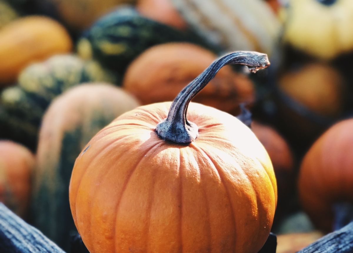 Гарбуз: корисні властивості, шкода, калорійність Гарбуз: корисні властивості, шкода, калорійність