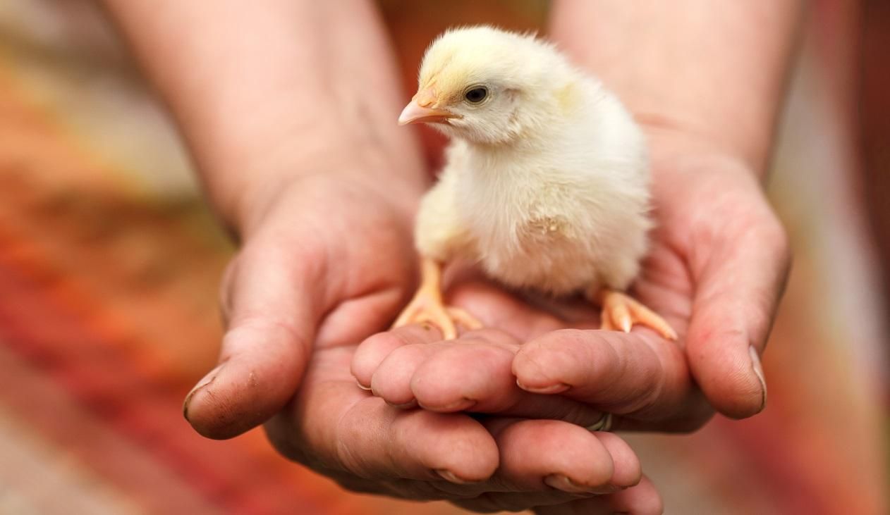 Гормони росту та умови утримання птиці: секрети виробництва якісної та безпечної курятини