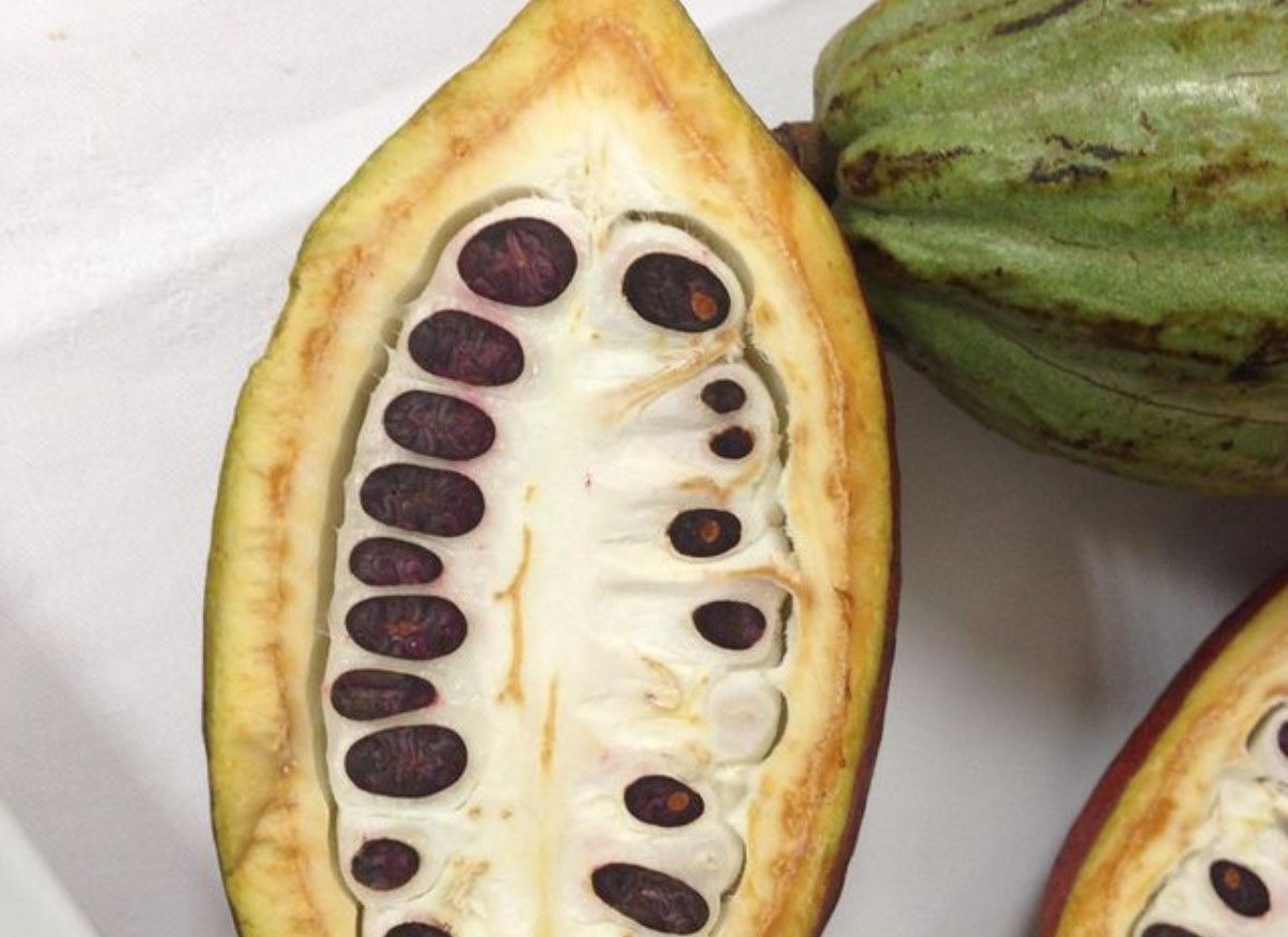 Где растет какао: рассказывает кондитер Лиза Глинская Где растет какао: рассказывает кондитер Лиза Глинская