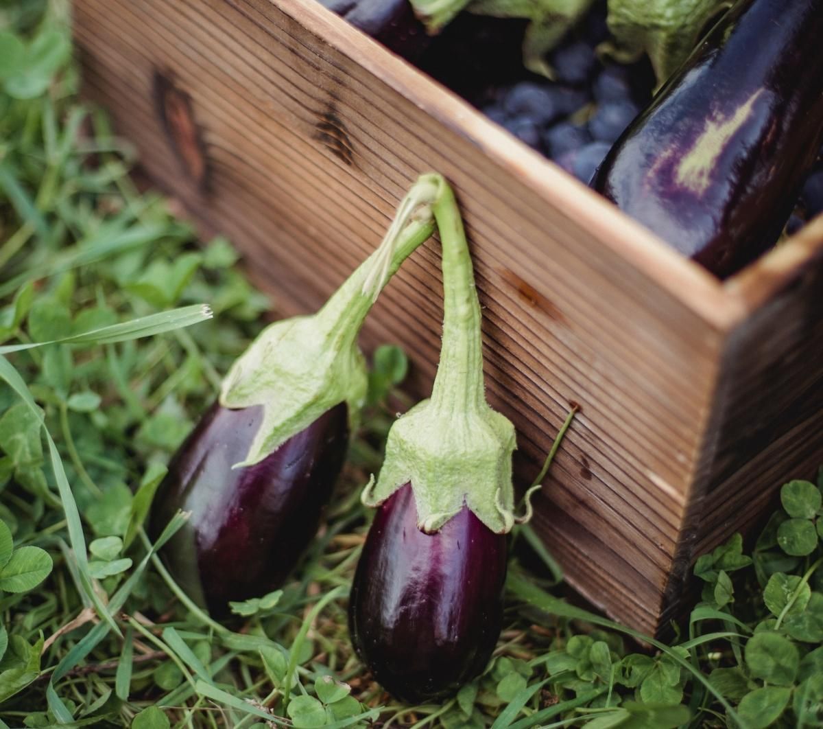 Баклажаны: польза и вред Баклажаны: польза и вред