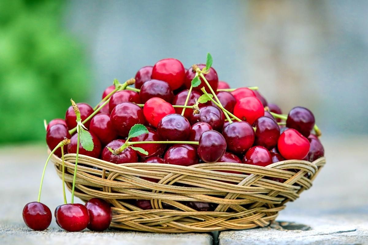 Черешня: користь, калорійність та протипоказання Черешня: користь, калорійність та протипоказання