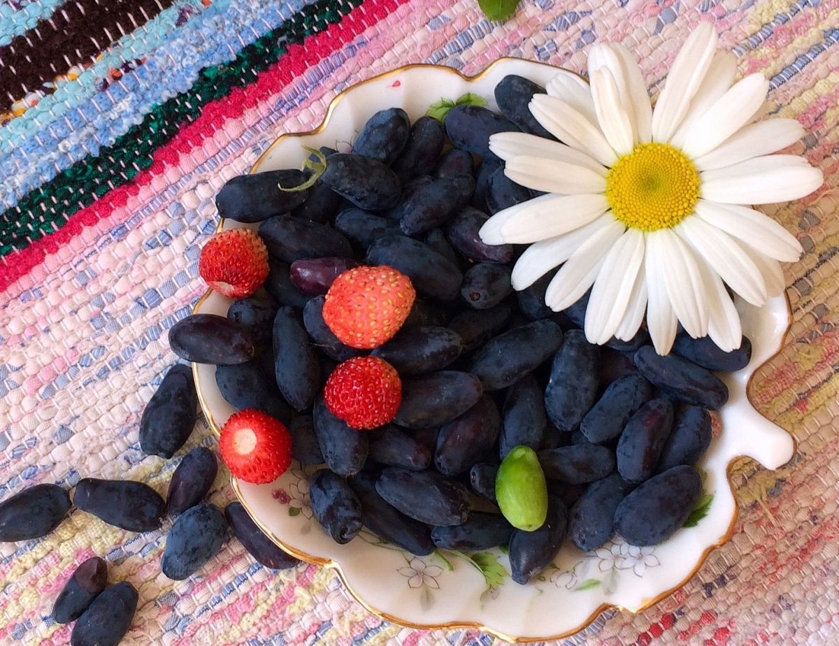 Чому корисна жимолость: властивості та протипоказання Чому корисна жимолость: властивості та протипоказання