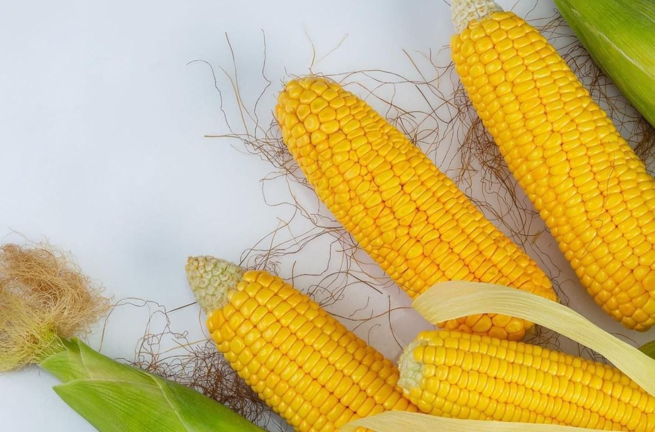 Кормова чи цукрова: як правильно обрати молоду солодку кукурудзу