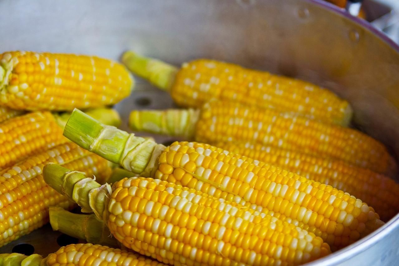 Вареная кукуруза – любимое лакомство лета