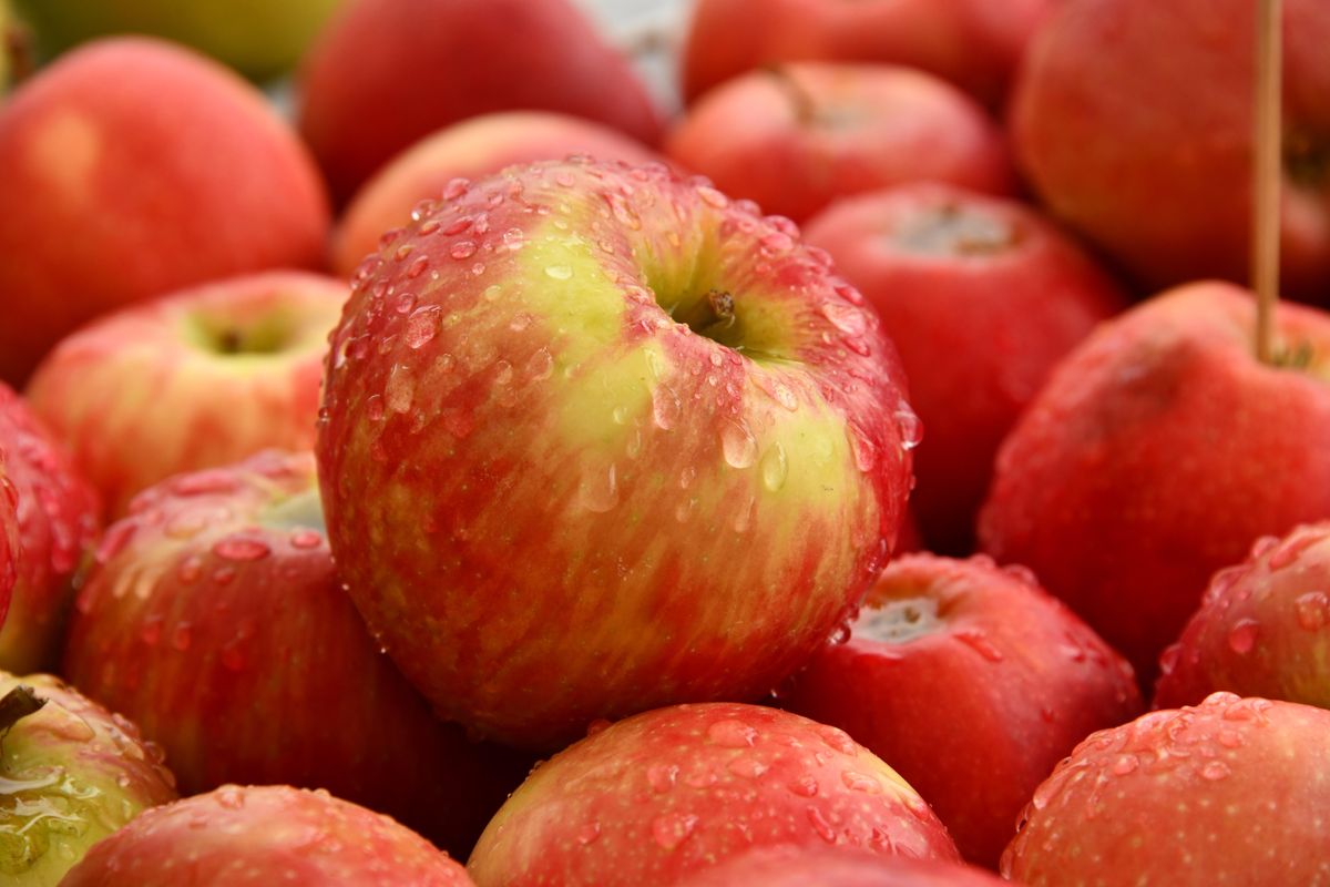 Як правильно сушити яблука в сушарці?