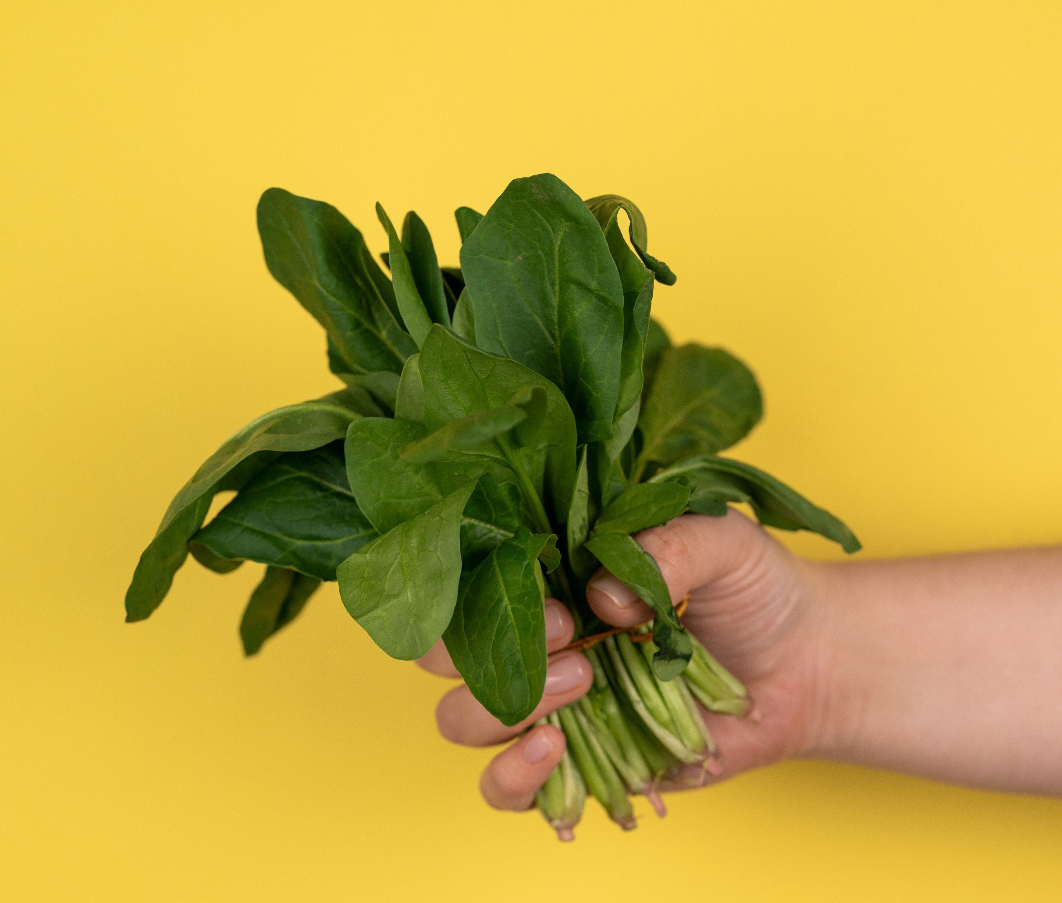 Смачно та корисно: як зберегти щавель на зиму Смачно та корисно: як зберегти щавель на зиму