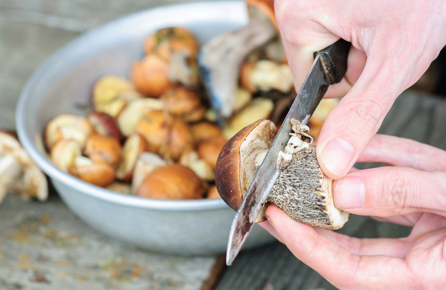 Білі гриби Білі гриби