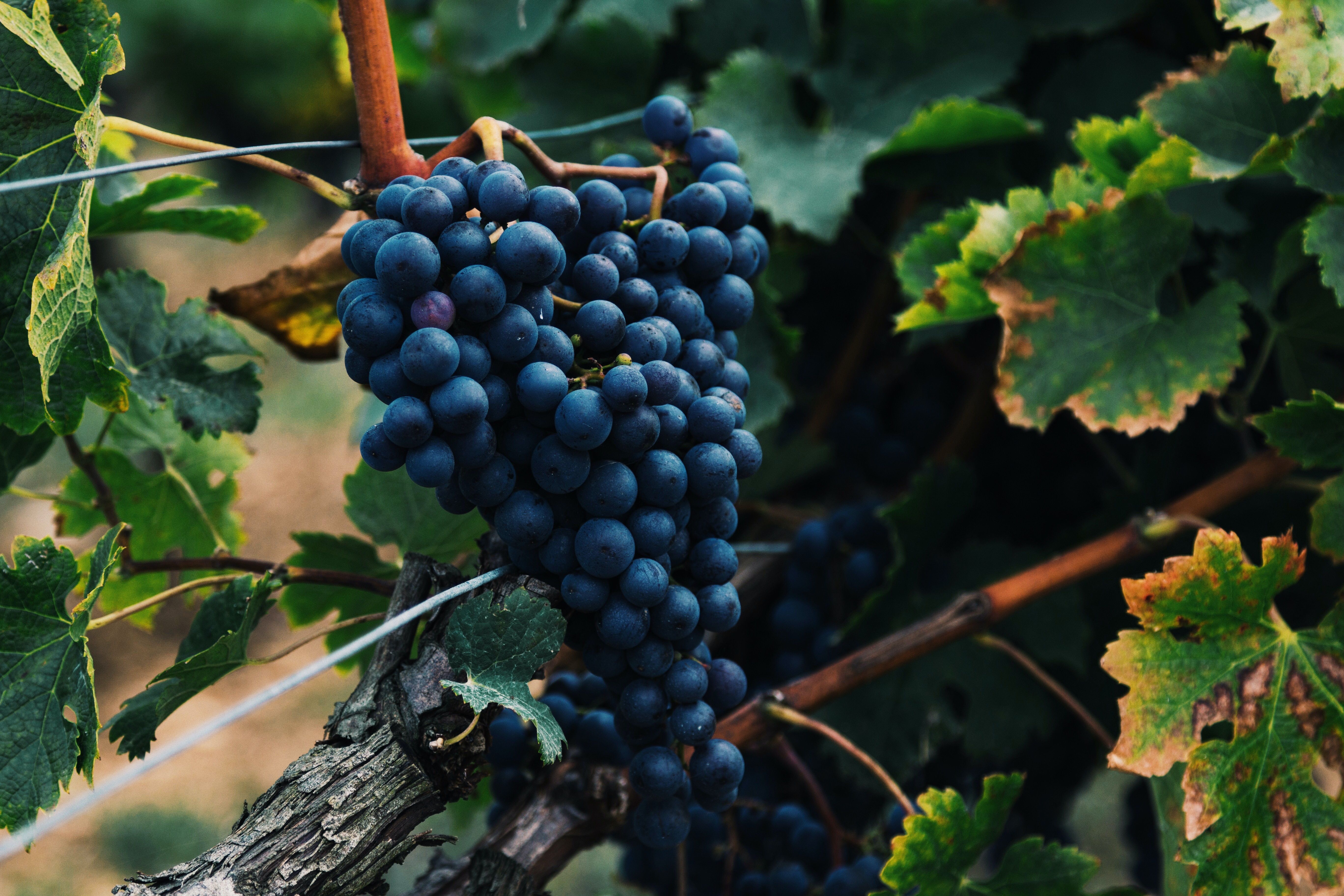 Какой виноград лучше подходит для вина - лучшие сорта для белого и красного вина - Новости Вкусно