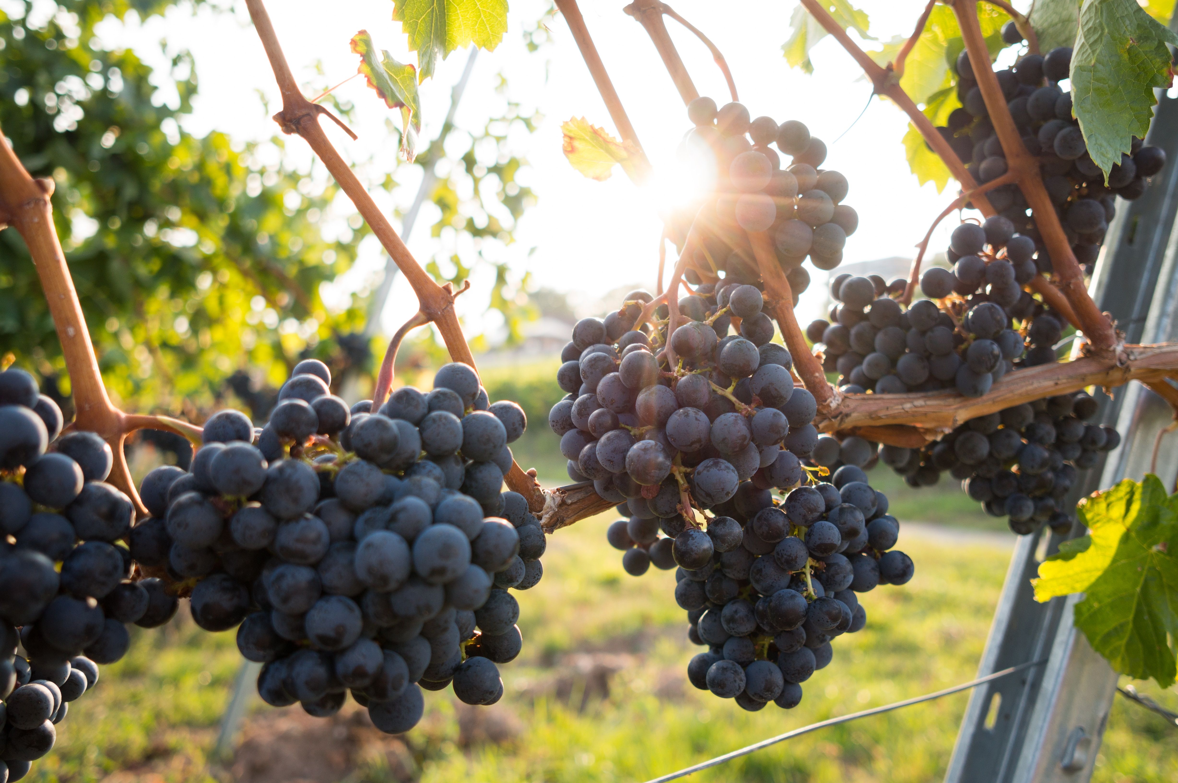 Чи треба мити виноград для вина - як уникнути помилок під час приготування вина - Новини Смачно