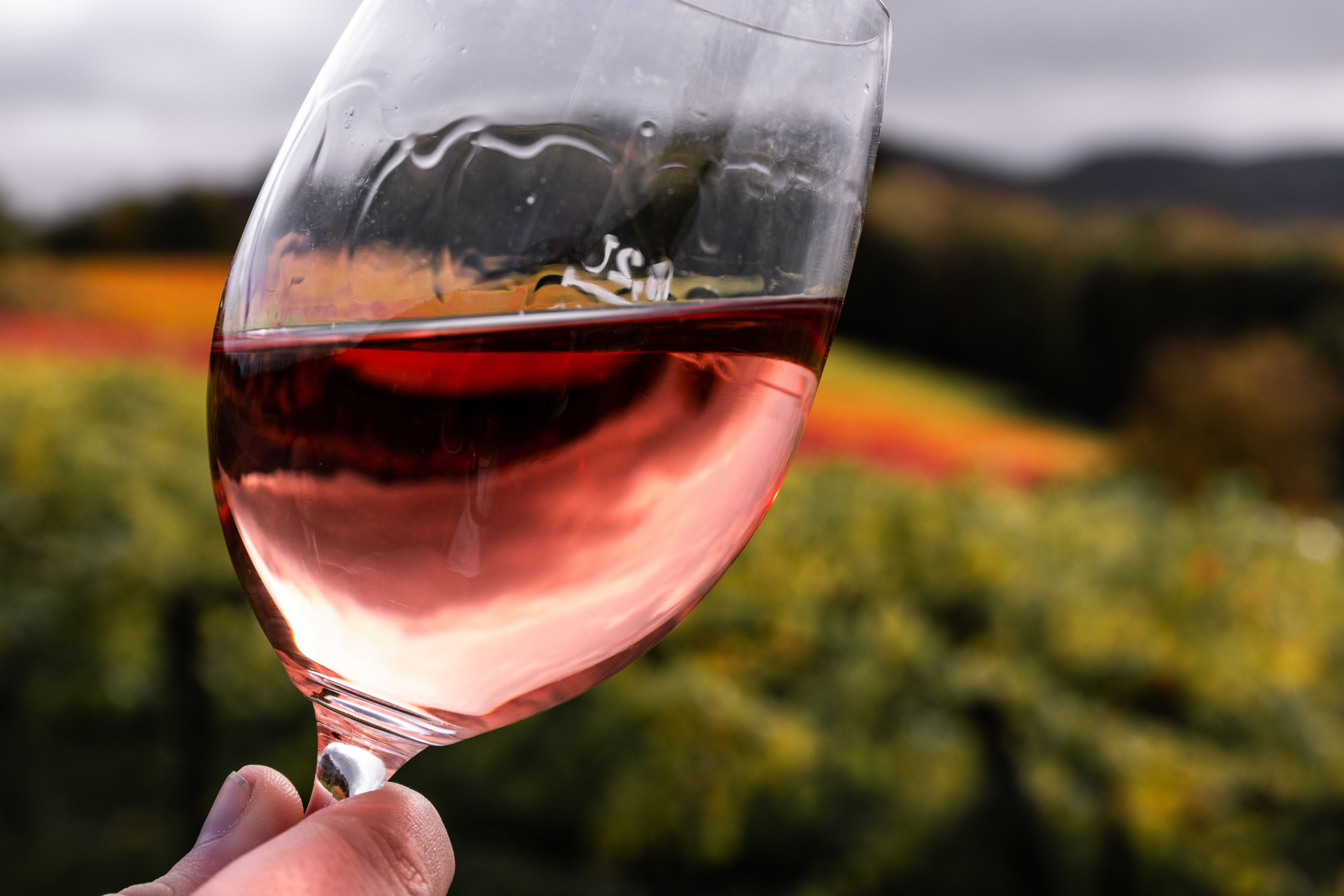Як зробити вдома рожеве вино - покроковий рецепт з використанням рожевого винограду - Новини Смачно