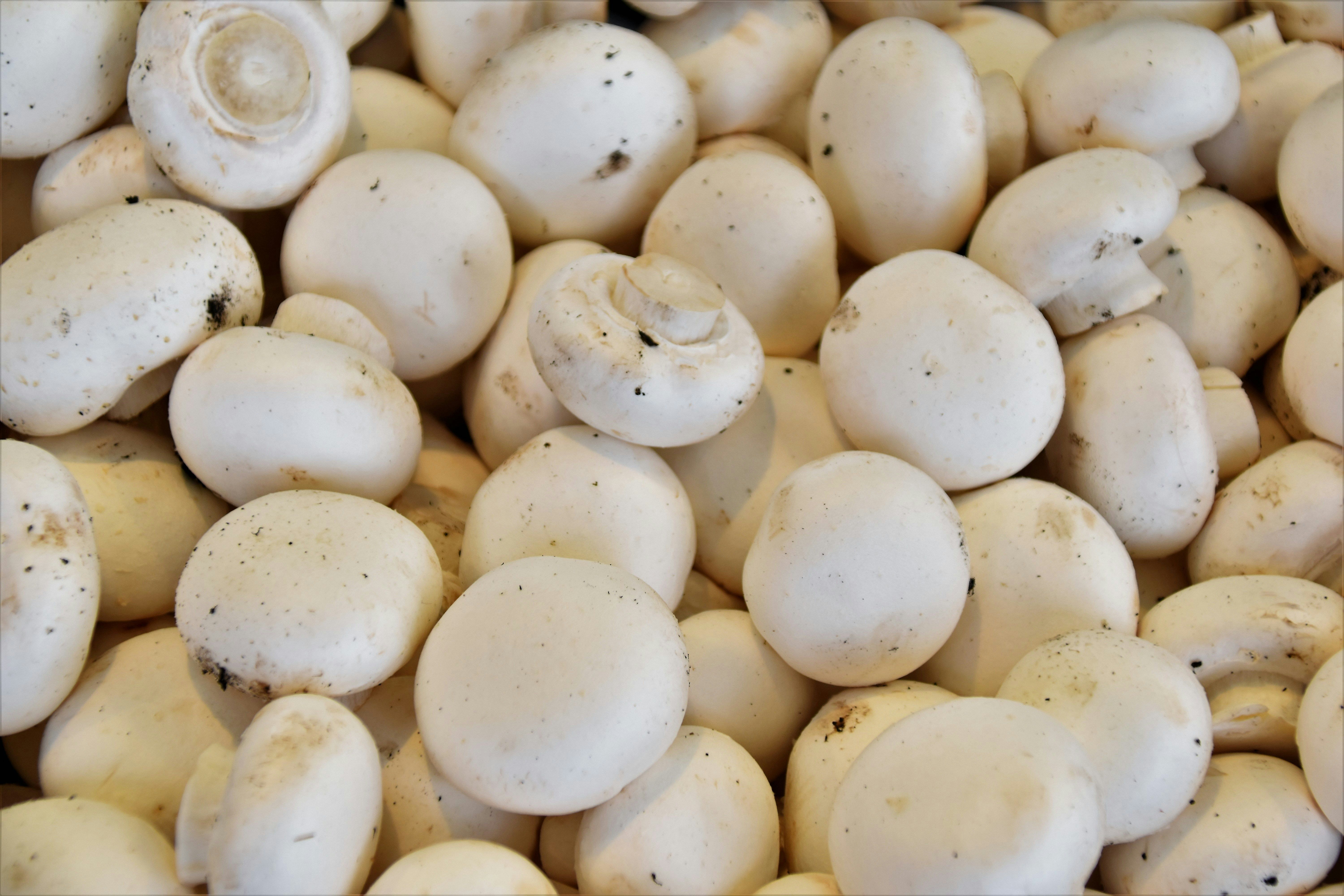 Нужно ли варить шампиньоны - почему грибы отваривают перед жаркой - Новости Вкусно