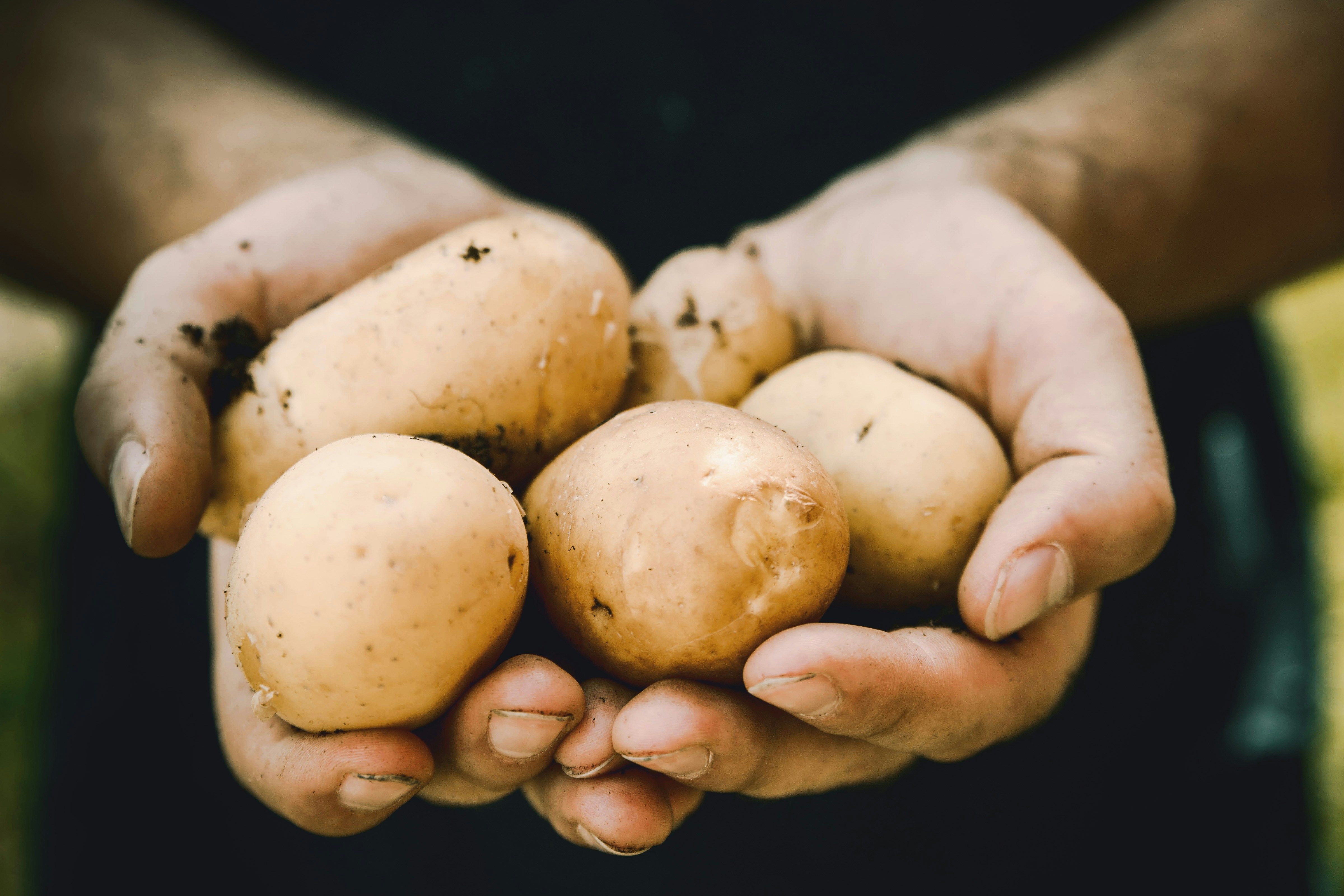 Картофель в сметане с чесноком - приготовьте просто - пошаговый рецепт - Новости Вкусно