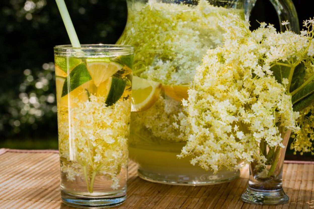 Бузиновий лимонад - що приготувати з квітів бузини - покроковий рецепт - Новини Смачно Бузиновий лимонад - що приготувати з квітів бузини - покроковий рецепт - Новини Смачно
