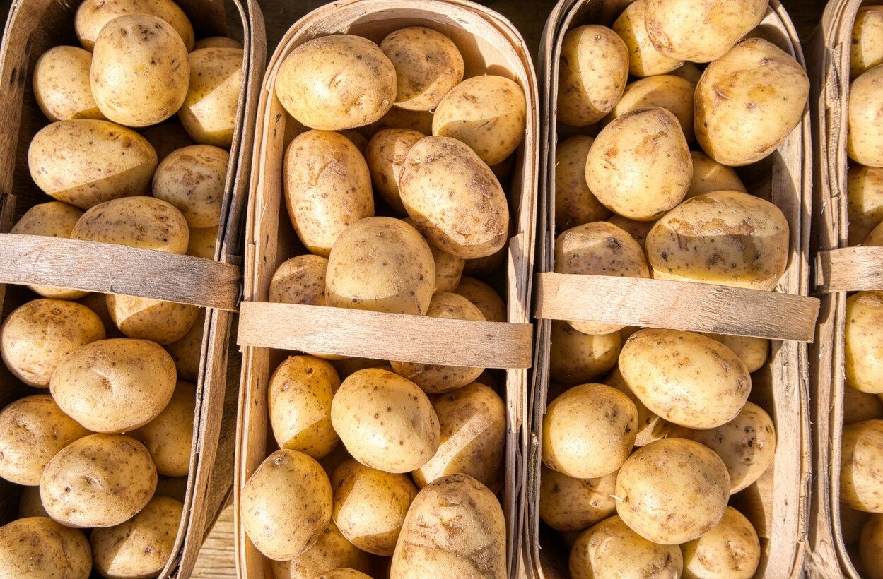 Где нужно хранить картофель - как правильно хранить картофель - Новости Вкусно