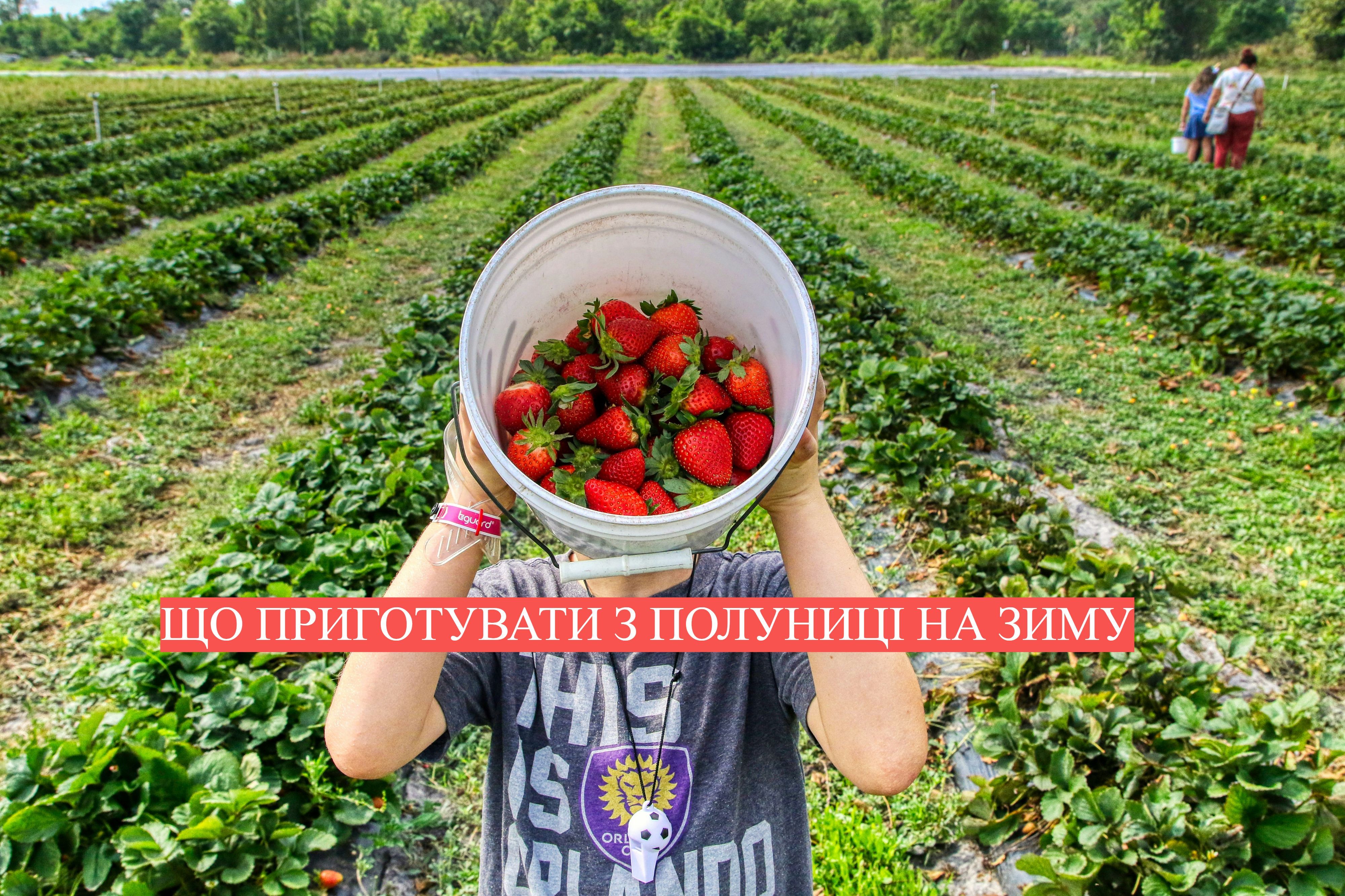 Как заготовить клубнику на зиму Как заготовить клубнику на зиму
