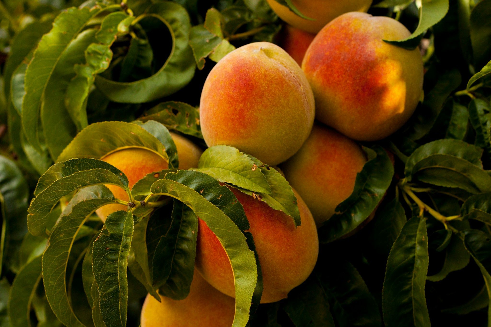 Скільки персиків можна зʼїсти вдень - чим корисні персики - Новини Смачно